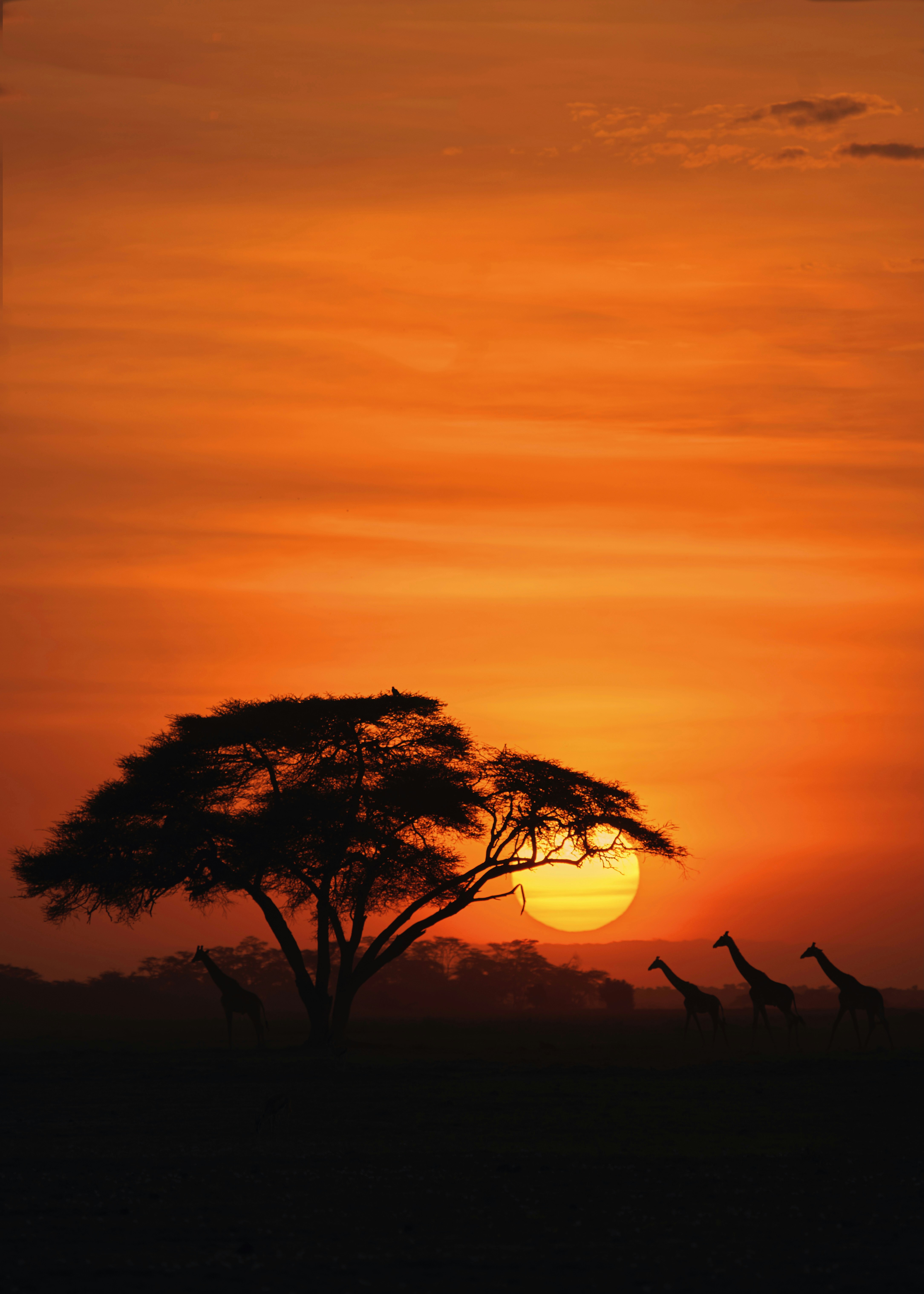 Maasai Mara Sunrise